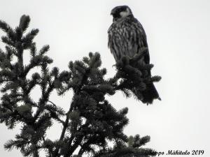 Nuolihaukka Kemi, Sotisaari 7.8.2019 Seppo Mäkitalo